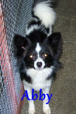 abby.jpg