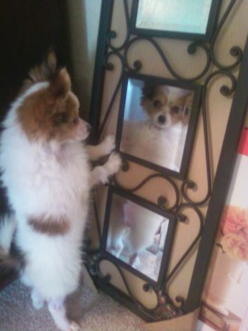 pipermirror1.jpeg